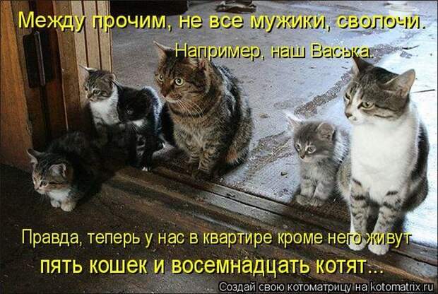 Котоматрицы великолепные, каждая с кусочком позитива и хорошего настроения!!!