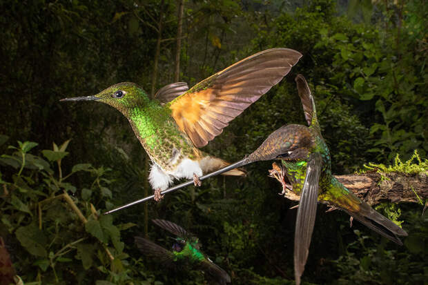 Победители фотоконкурса Bird Photographer of the Year 2020