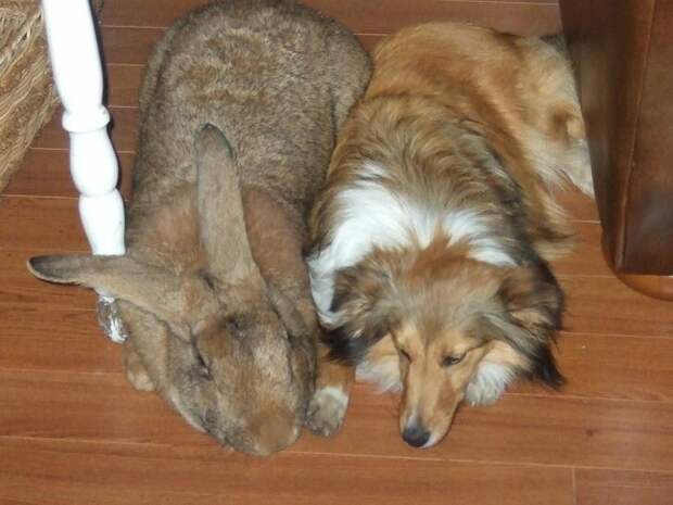 Гигантский кролик породы фландр точно может на равных играть с собаками животные, факты, это интересно