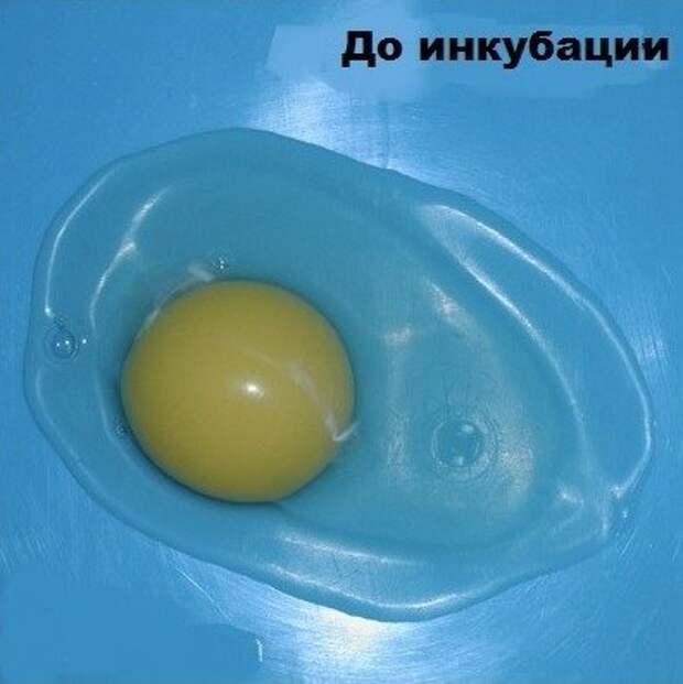 Не спешите выкидывать разбитое яйцо. Интересный эксперимент 1