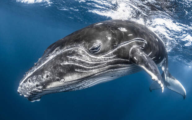 Любопытный кит