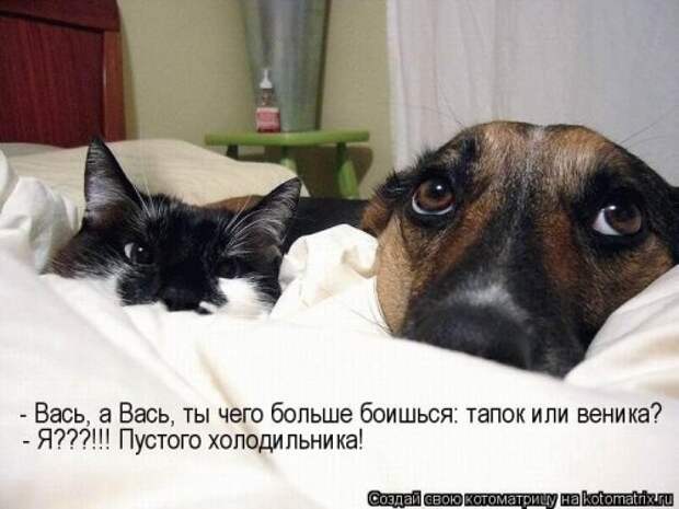 Веселая котоматрица за неделю (28 шт)