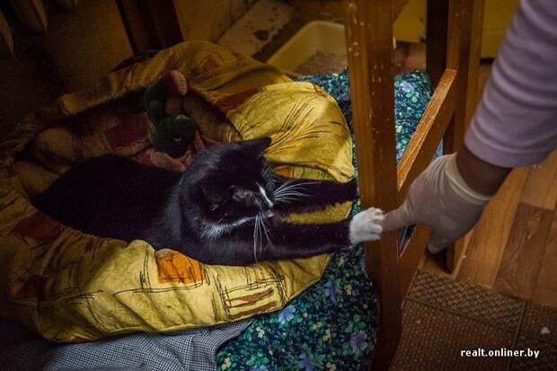 кошка, приют, Минск, волонтеры