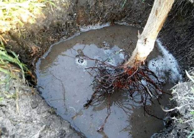 Корень саженца в воде