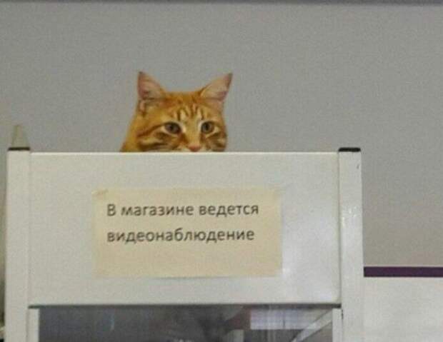 Много фото-приколов