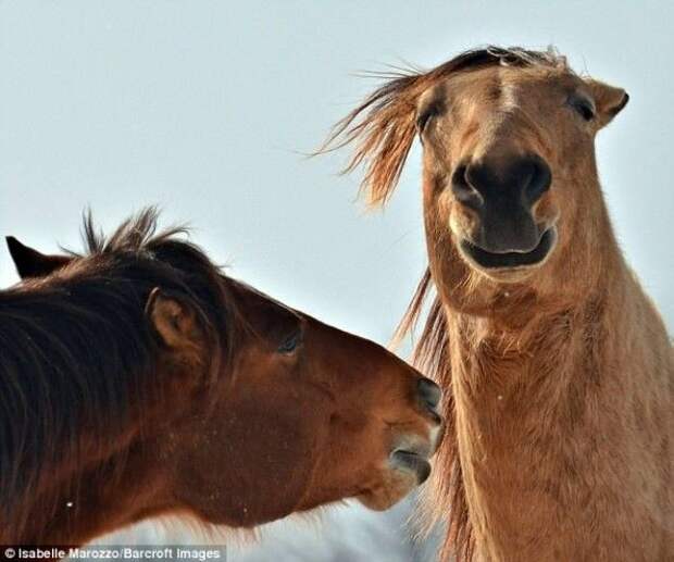 Выражение лица лошади и забавная прическа повеселили всех Автор Isabelle Marozzo животные конкурс фото юмор
