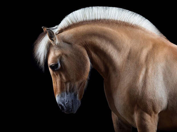 Гривастые модники: Эмоциональные портреты лошадей, которые решили покрасоваться перед камерой