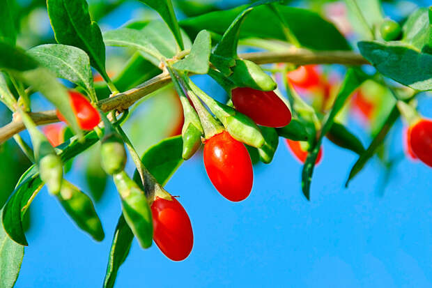 Диетолог Стрельникова: в день можно съедать не более 200 грамм различных ягод