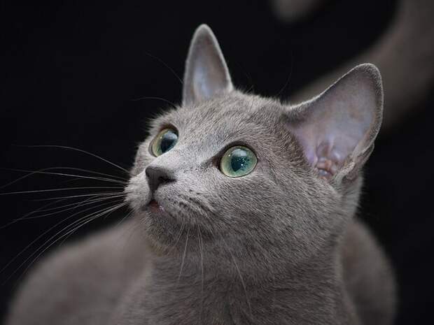 Русская голубая кошка считается одной из пород, подходящих людям с аллергией