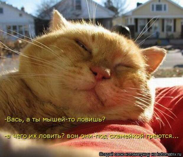 Свежая котоматрица на Бугаге (27 фото)