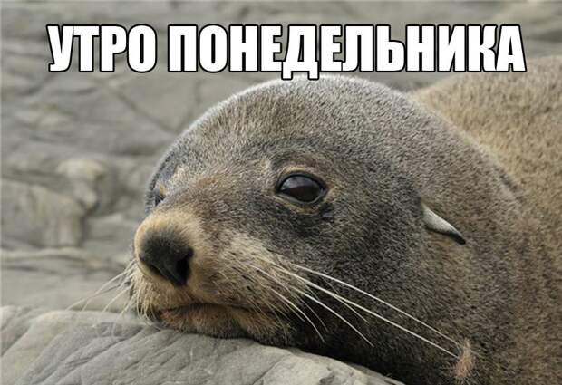 Забавные картинки с надписями для поднятия настроения (11 фото) Забавные картинки с надписями для поднятия настроения (11 фото)