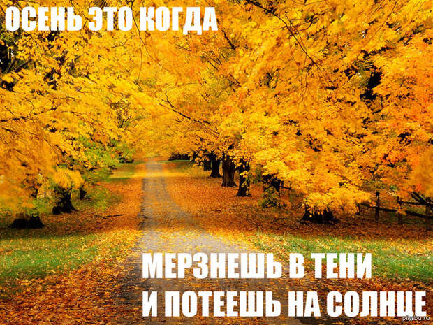 Осень может ежедневно преподносить погодные сюрпризы  листья, осень, печаль, прикол, юмор