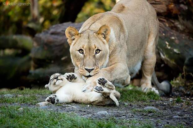 animalparents18 Эти животные научат быть хорошими родителями