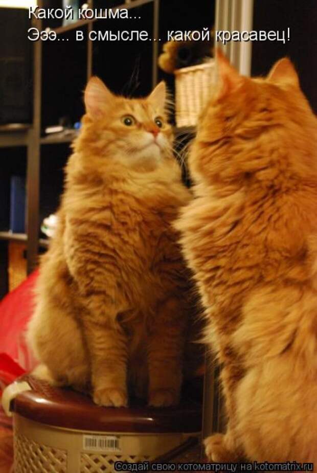 Лучшие котоматрицы недели (50 фото)