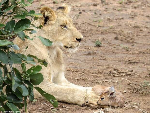 Захватывающее видео: лев заботится о детеныше антилопы антилопа, дикие животные, животные, лев, львы, львы видео, мир животных, хищник