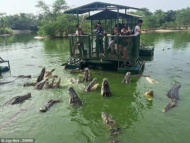 Не хотите ли поплавать? Фото китайских туристов, кормящих крокодилов на хлипком плоту, взорвало Сеть китай, крокодилы, таиланд, туристы