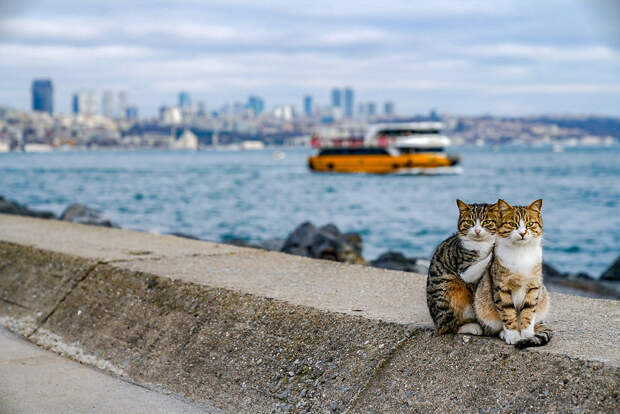Я сфоткал двух обнимающихся бездомных кошек - клянусь, это не поставнока