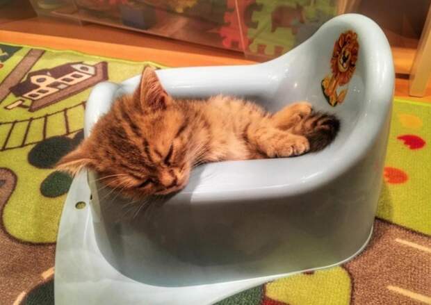 10 самых наглых котов, которых поймали с поличным (фото)