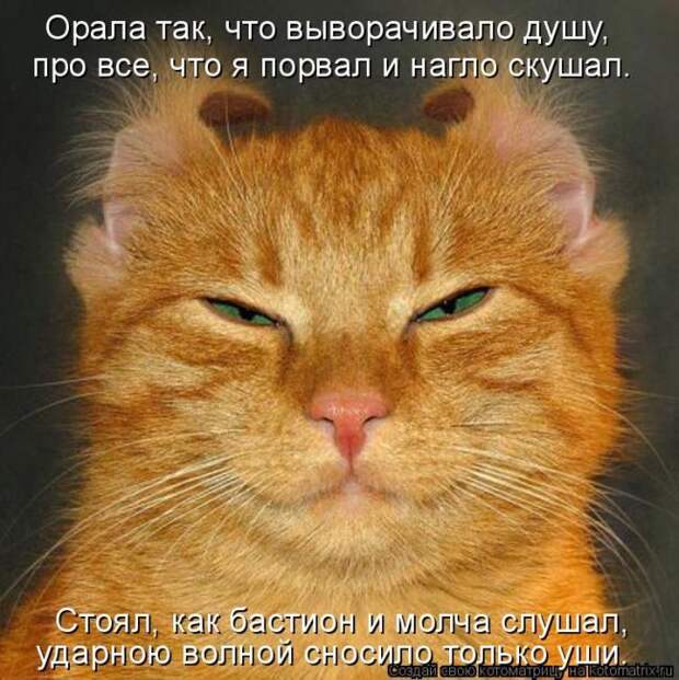 Лучшие котоматрицы недели