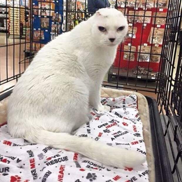 Безухий кот обрел любящую хозяйку
