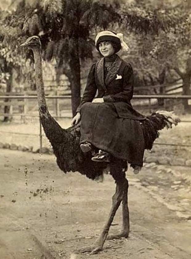 Катание на страусе  ретро, странность, фотография