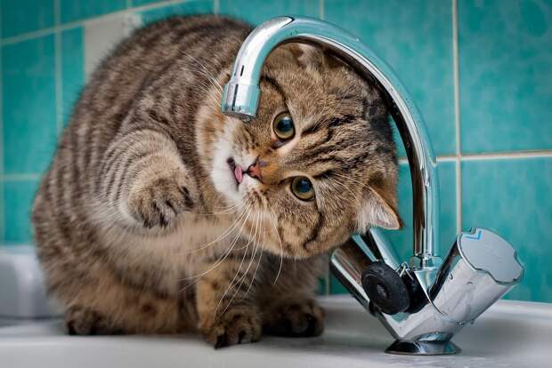 cats08 Фотограф и его коты