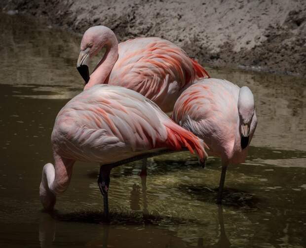 Ленинградский зоопарк отказался бесплатно пускать посетителей в розовой одежде в День фламинго