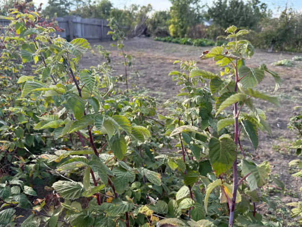 2 литра в марте под каждый куст — и малина слаще мёда, в разы крупнее сливы