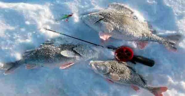 Ловля окуня в глухозимье на мормышку глухозимье, зима, зимняя, рыбалка, фото
