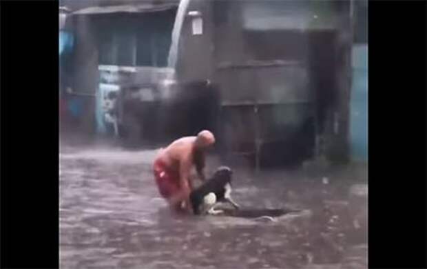 Мужчина спас собаку. Потоп мужик спасает собаку.