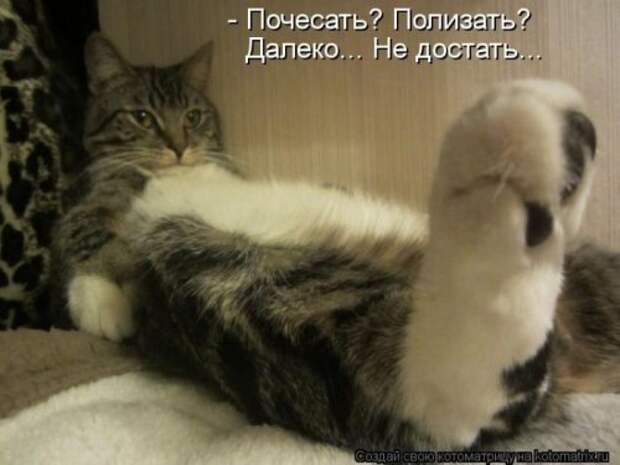 Лучшие котоматрицы за неделю (36 шт)