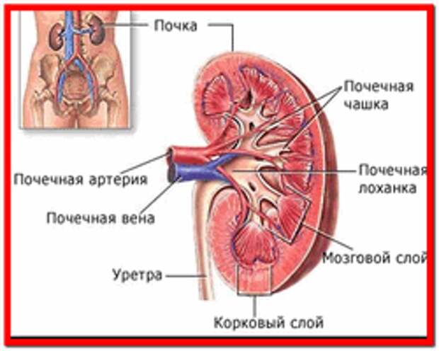 Болезни почек лечение