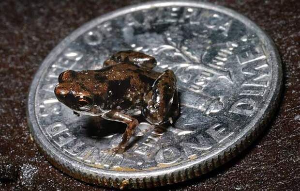 5 самых маленьких лягушек в мире