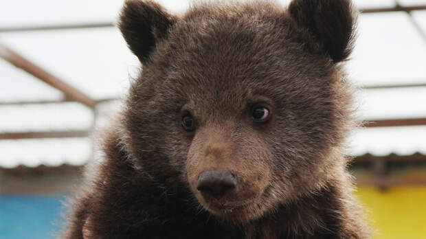 Едва не утонул: в Северной Осетии спасли медвежонка-сироту