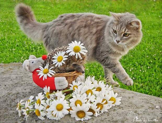 Кототерапия от Михалыча! Глупочки-покупочки