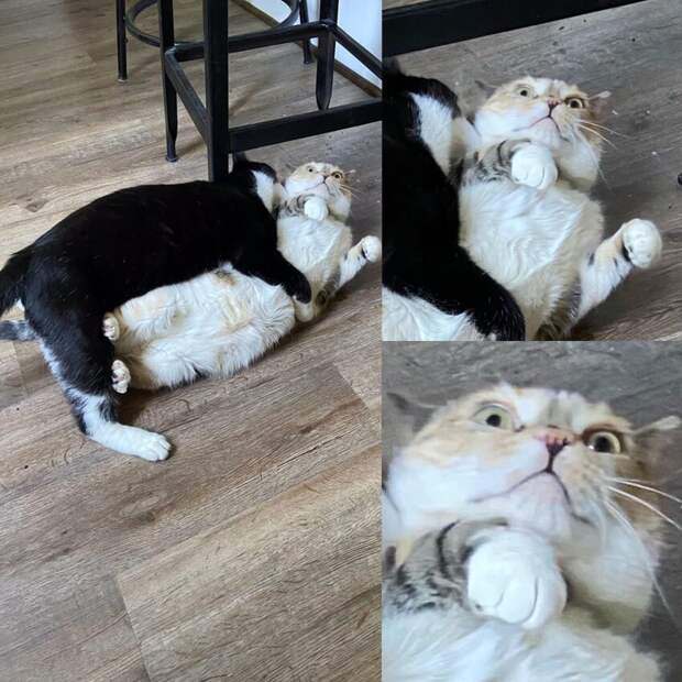 Наша кошка поняла, что котёнок вырос Наша кошка поняла, что котёнок вырос