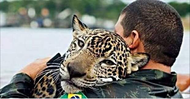 Во время наводнения, тонущий ягуар обнял своего спасителя, как обычный домашний кот…