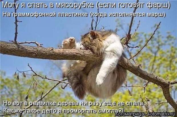 Лучшие котоматрицы недели (50 фото)