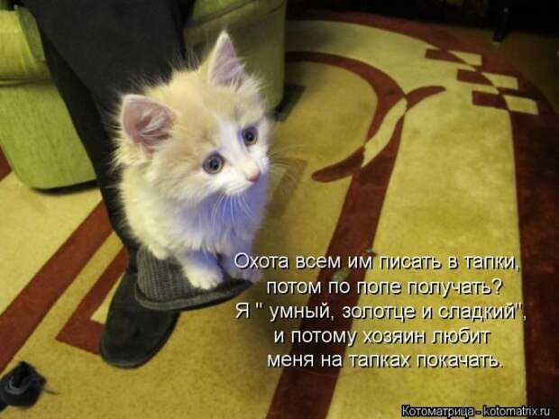 Лучшие котоматрицы недели