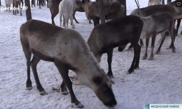 В Мезенском районе туристы пообщались с оленеводами
