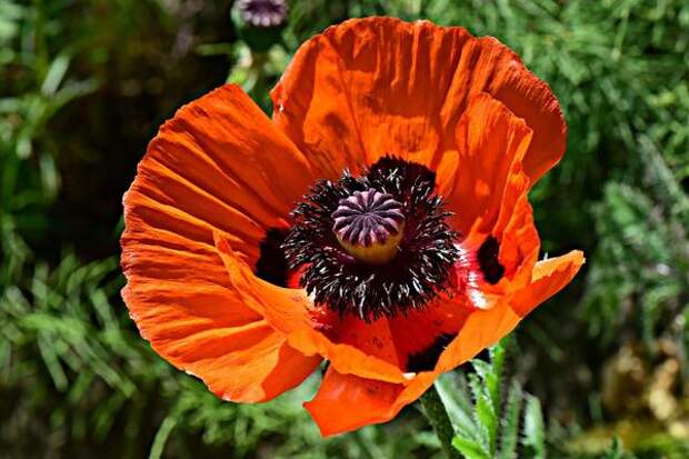 Мак опийный (Papaver somniferun)