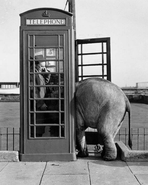 Слонёнок, втискивается в телефонную будку. Великобритания, 1955 год. история, ретро, фото
