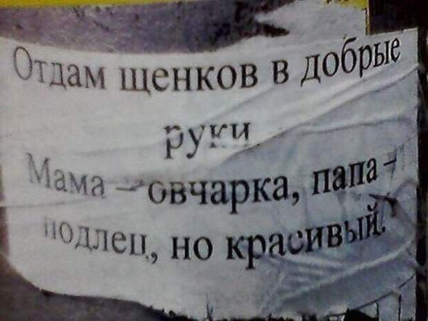 Смешные вывески, объявления и реклама (22 фото)