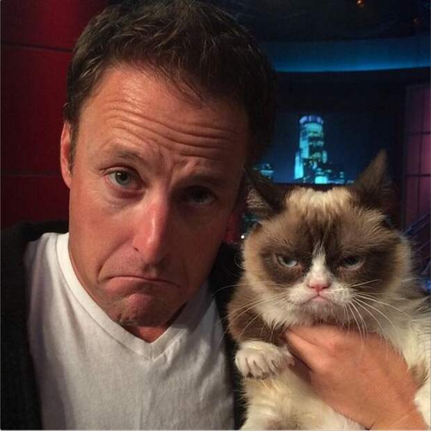 кошка