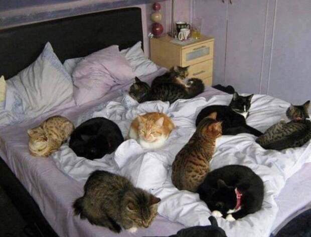 Мужчина взял 8 котиков жены в заложники, чтобы получить квартиру ynews, животные, интересное, квартира, котики, развод, фото