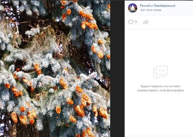 Фото дня: «цветущие» ели в парке Дружбы