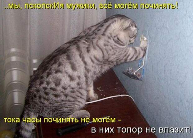 Воскресная котоматрица (16 шт)
