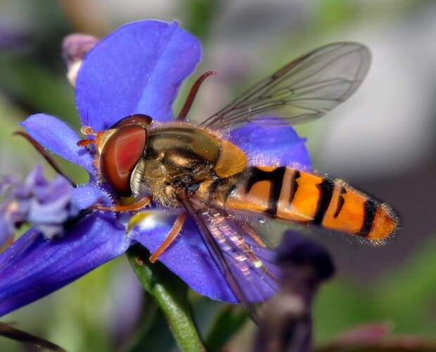 Журчалка (Episyrphus balteatus)