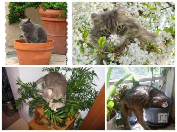 Домашние кошки и растения