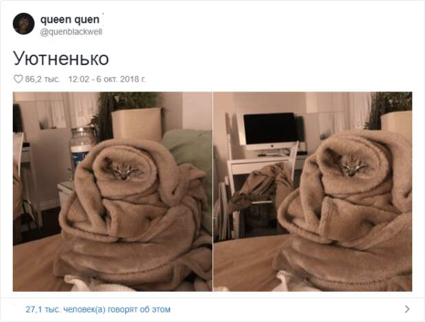 17 случаев когда люди использовали фотокамеру во имя самого святого котов